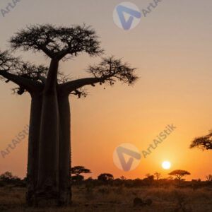 Баобаб на закате