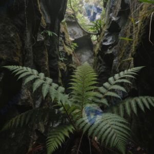 Папоротник в ущелье