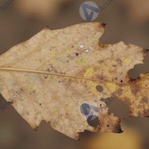 Лист с дырками от насекомых