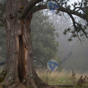 Дерево с дуплом