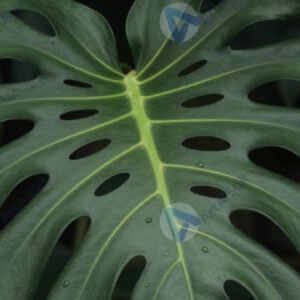 Лист монстеры с дырками