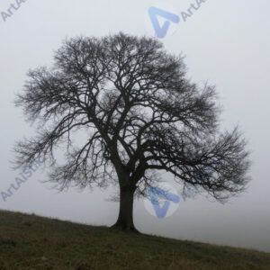 Дерево в тумане