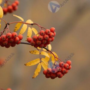 Ветка рябины с гроздьями ягод