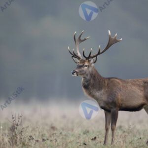 Олень в утреннем тумане