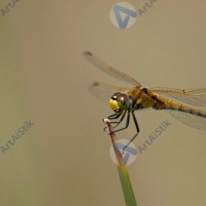 Стрекоза на тростнике