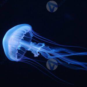 Медуза в тёмной воде