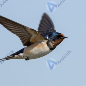 Ласточка в полёте