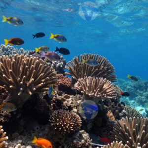 Кораллы и стая разноцветных рыб