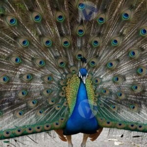 Павлин раскрыл хвост