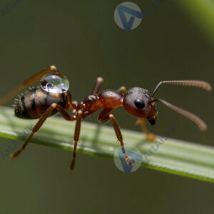 Муравей макро