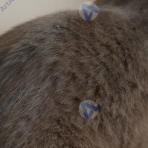 Крупный план шерсти домашнего животного (кот или собака).