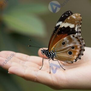 Бабочка на человеческой руке