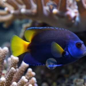 Рыба в кораллах