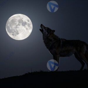 Волк воет на луну
