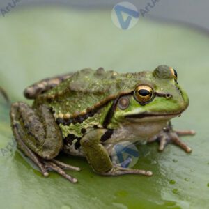Лягушка на листе кувшинки