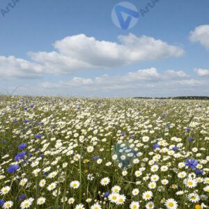 Летнее поле с ромашками и васильками, небо, ветер. Летнее поле с ромашками и васильками