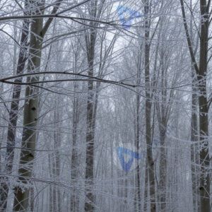 Зимний лес в инее