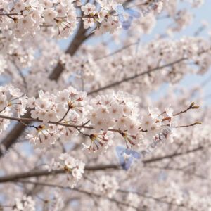 Вишня цветёт весной