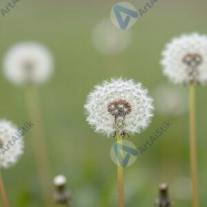 Одуванчики весной