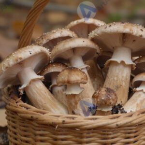 Грибы осенью в корзине