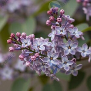 Сирень цветёт весной