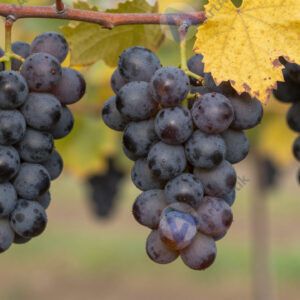 Виноград осенью