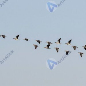 Миграция птиц весной