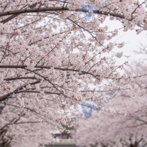 Цветение сакуры весной