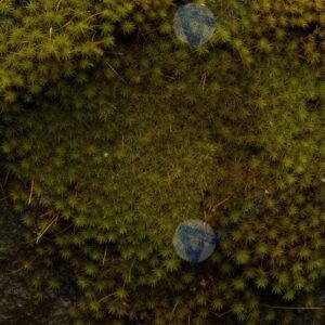 Мох текстура крупным планом на влажном камне с мягким рассеянным светом